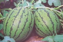 吃瓜中吃瓜,揭秘“吃瓜群众”背后的趣味与真相