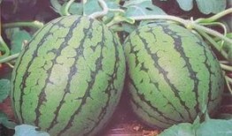 吃瓜中吃瓜,揭秘“吃瓜群众”背后的趣味与真相