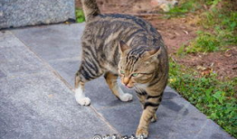 盘点猫咪吃瓜,揭秘宠物界的“清凉一夏”