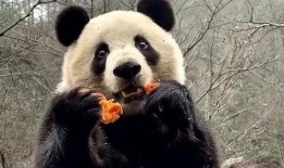 熊猫前排吃瓜,瓜香四溢的欢乐时光