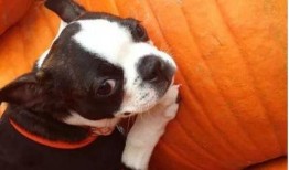 幼犬可以吃酥瓜吗