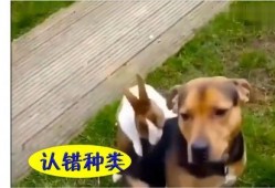 吃瓜兔壁纸,趣味横生的视觉盛宴