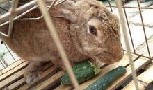 小兔兔吃瓜,小兔兔的甜蜜瓜果时光