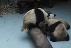 游客打架熊猫吃瓜视频,吃瓜群众笑翻现场