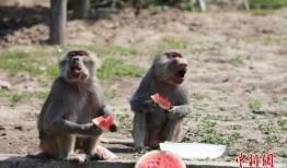 模仿动物吃瓜,动物们的“吃瓜”大作战