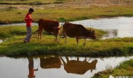 放牛吃瓜,田园牧歌中的闲适生活画卷