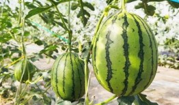 大兴吃瓜视频大全,揭秘网络热点背后的故事