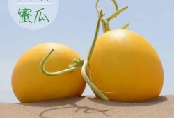 吃绿色蜜瓜照片,尽享甜蜜蜜瓜时光