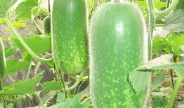 沉浸式吃瓜指路,带你领略网络热点的趣味之旅