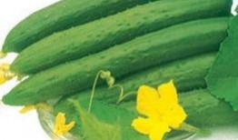 发热可以吃小瓜吗,小瓜能否成为健康饮食的选择？