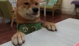 反派小狗吃瓜,揭秘娱乐圈背后的秘密