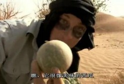 贝尔吃沙漠瓜,沙漠瓜果的奇妙之旅