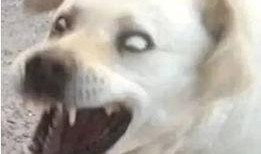 吃瓜表情包狗,萌态可掬的“瓜界萌宠”