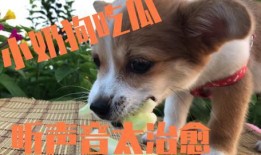 吃狗头瓜治便秘吗怎么吃,轻松解决便秘困扰