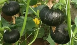 巧吃贝贝瓜,夏日清凉新体验