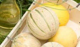 来事吃条纹瓜好吗,健康饮食新主张