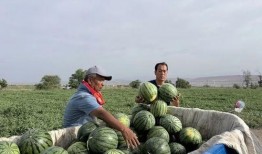 衡山吃瓜,探寻千年名山中的美食奥秘