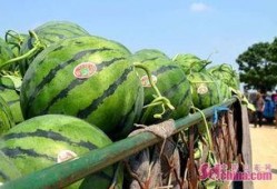 瓜姨爆料吃瓜基地,吃瓜基地背后的惊人真相