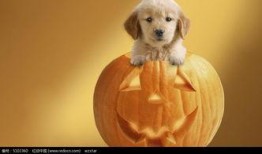 小狗吃瓜的图片,小狗吃瓜萌态十足