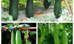 吃瓜高手的图片,图解瓜界风云人物