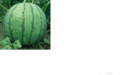 武陟的吃瓜事件