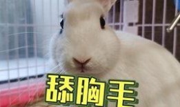 吃瓜抖音呱呱,呱呱带你领略短视频世界的趣味与疯狂