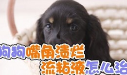 狗嘴吃蜜瓜,意外惊喜的甜蜜瞬间