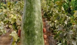 带你吃瓜淄博,带你吃遍“带你吃瓜”特色小吃