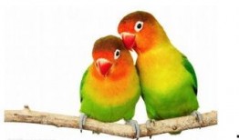 幸福鸟吃瓜视频,揭秘娱乐圈幕后故事