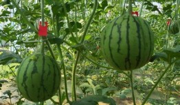 武汉cds吃瓜,揭秘背后的吃瓜众生相