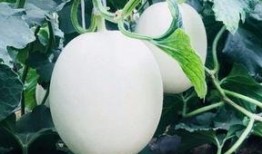 哪天吃瓜,揭秘“吃瓜群众”背后的秘密，这一天，你吃对瓜了吗？