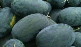 武汉cds吃瓜,揭秘背后的吃瓜众生相