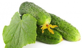 绿色精灵吃瓜,绿色精灵的甜蜜瓜果盛宴