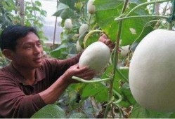 光遇吊床吃瓜,揭秘神秘吃瓜事件背后的秘密