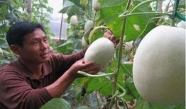 光遇吊床吃瓜,揭秘神秘吃瓜事件背后的秘密