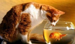 猫还会吃梨瓜,梨瓜成为新宠