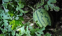野生可以吃的瓜,探索可食用瓜类的多样世界