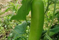 瓠子瓜减肥怎么吃,轻松享瘦的绿色选择