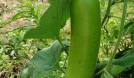 瓠子瓜减肥怎么吃,轻松享瘦的绿色选择