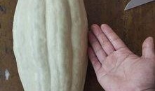 专吃叶子的瓜,探寻专吃叶子的神奇植物奥秘