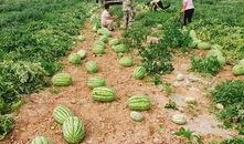 采购吃瓜,轻松应对夏日炎炎