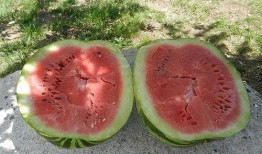 梦见吃黑色的瓜,黑色瓜果的神秘启示