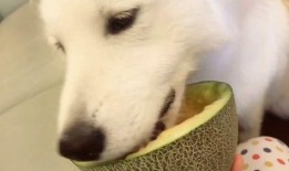 北极虎吃瓜群众,北极虎视角下的吃瓜群众众生相