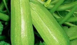 吃瓜最新吃法,揭秘“吃瓜”的全新玩法与技巧