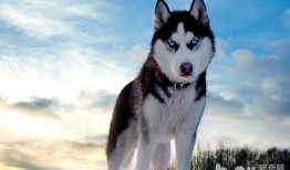 哈士奇吃瓜被抓视频