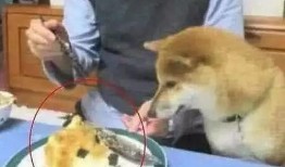 吃狗头瓜治便秘吗怎么吃,轻松解决便秘困扰