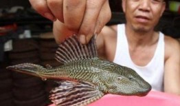 瓜哥吃瓜绿头鱼图片高清