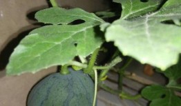 经瓜种子怎么吃,解锁经瓜种子的多样食法