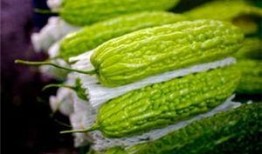 孕妇可以吃芦瓜,芦瓜助力母婴健康