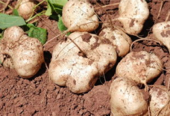 吃土瓜了,一场味蕾的奇妙探险